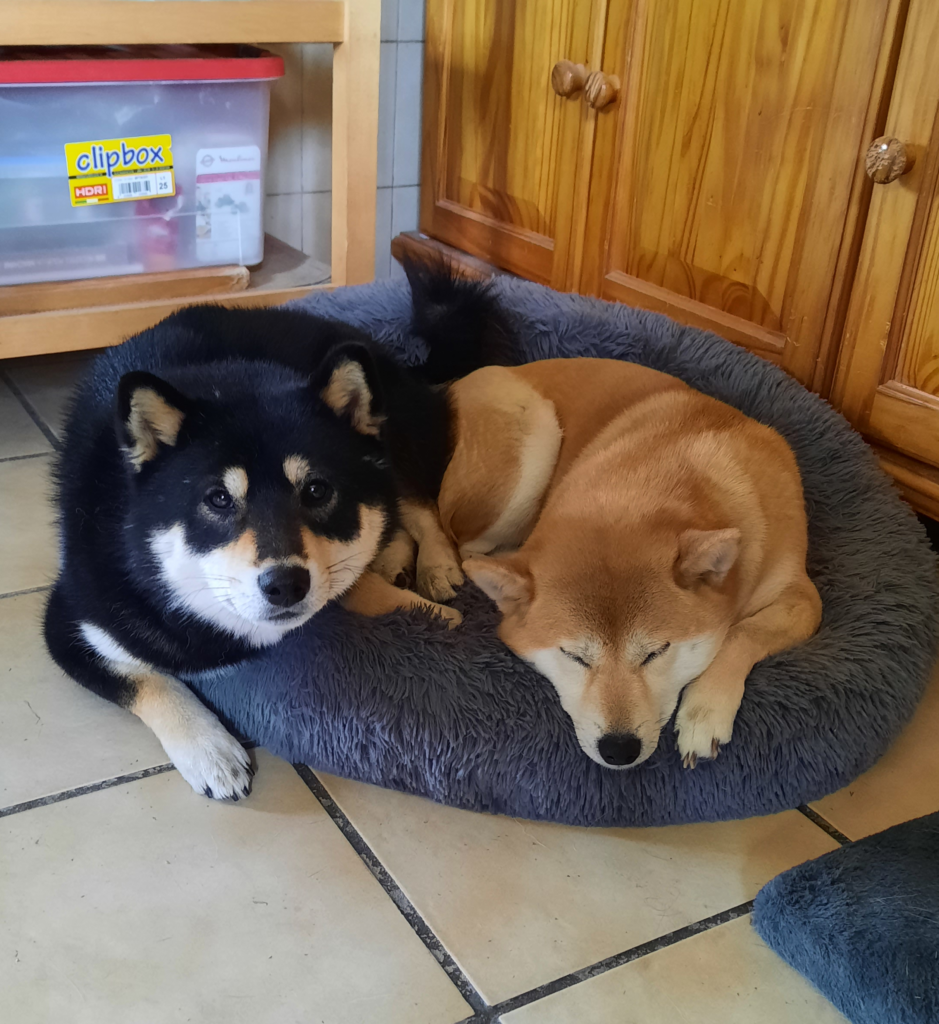 nos chiots shiba Inu LOF issu d'un élevage familal situé en France