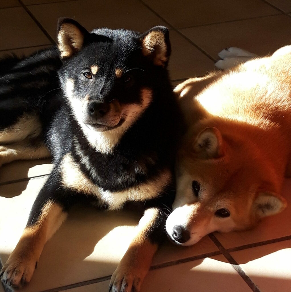 Elevage Shiba inu des 5 vallées blanches situé dans les Hautes ALpes (05)