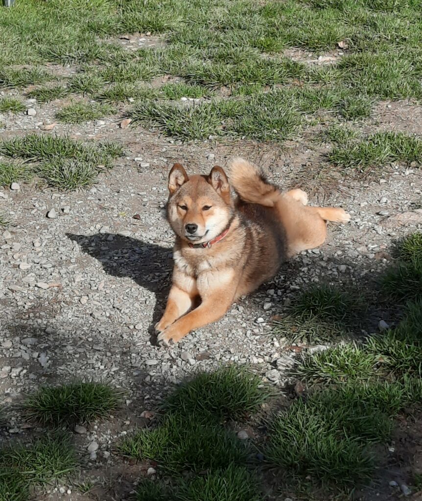 Notre femelle Shiba Inu sésame Tokyo apprend le geste couché