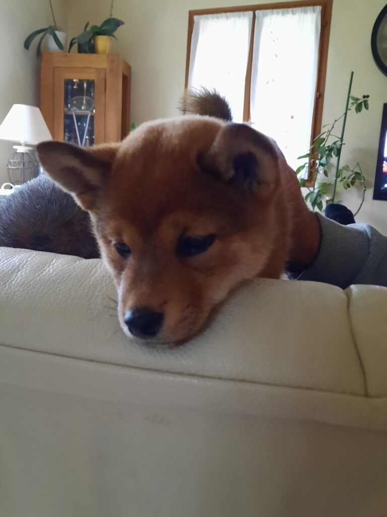 moment calin avec notre femelle Shiba Inu sésame 