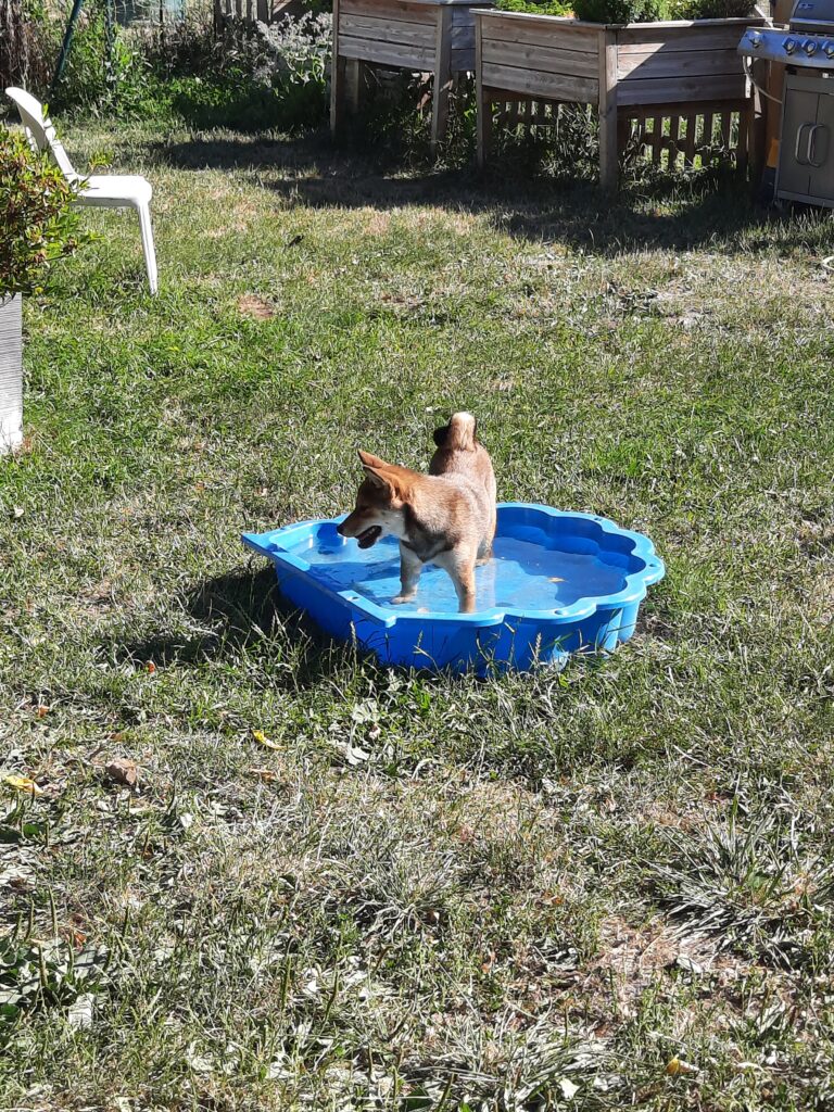 au bain Tokyo notre femelle Shiba Inu sésame 