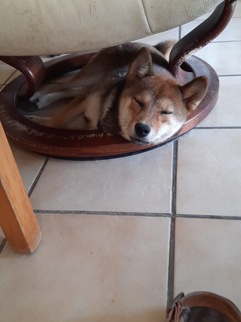 chienne femelle Shiba Inu sésame, une jolie couleur. notre chienne certifié LOF