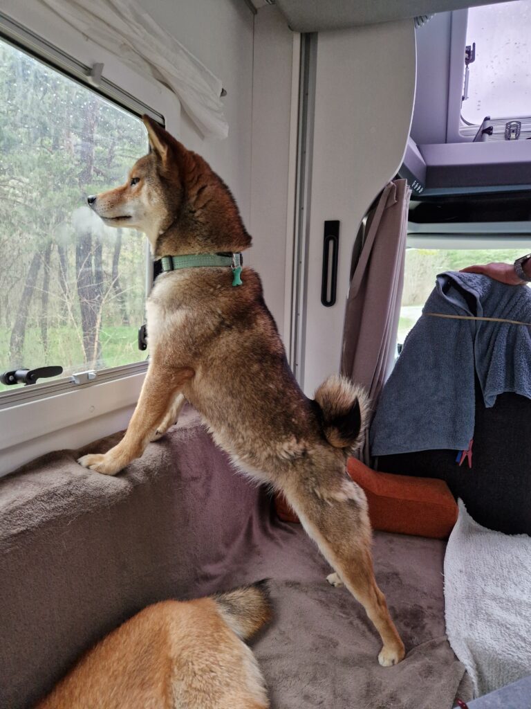 Notre femelle Shiba Inu sésame participe à la reproduction par des saillies