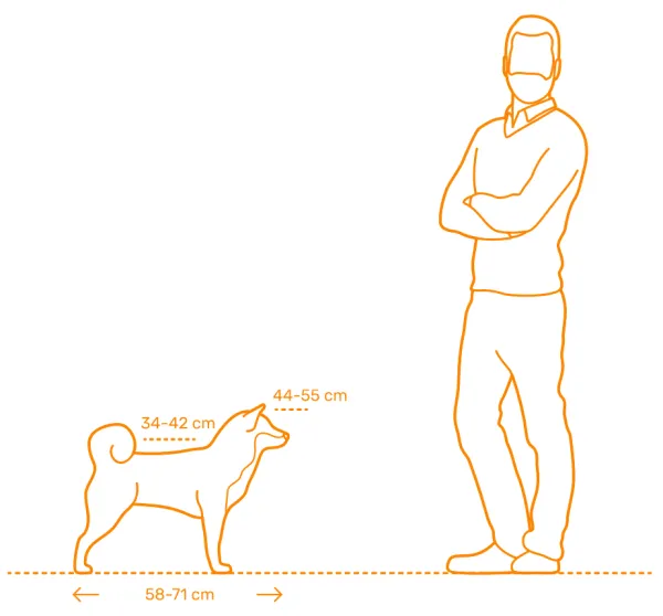 La bonne taille d'un Shiba Inu Lof pour la reproduction ou l'élevage familial