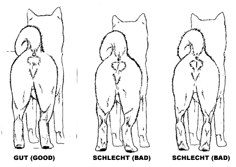 queue conforme aux standards Shiba Inu MOF