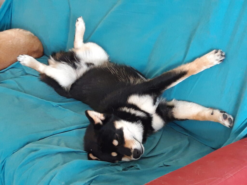 Moment calin pour Prince, notre mâle Shiba Inu noir