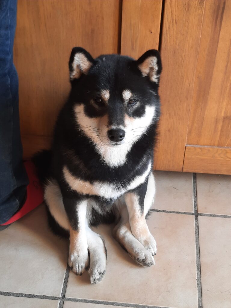 Ryley notre mâle Shiba Inu certifié Lof idéal pour une saillie