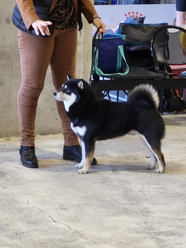 un coucours de Ryley notre mâle Shiba Inu disponnible pour une saillie