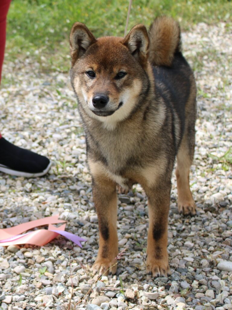 Uta, chiot lof shiba inu