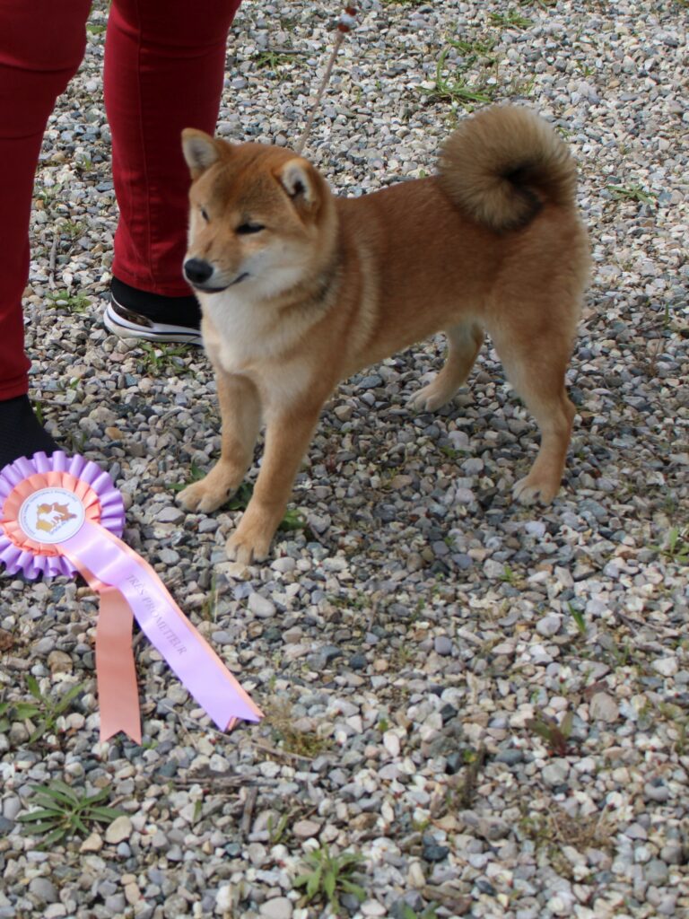 exposition Lyon 20224 shiba Inu Lof Ushimi