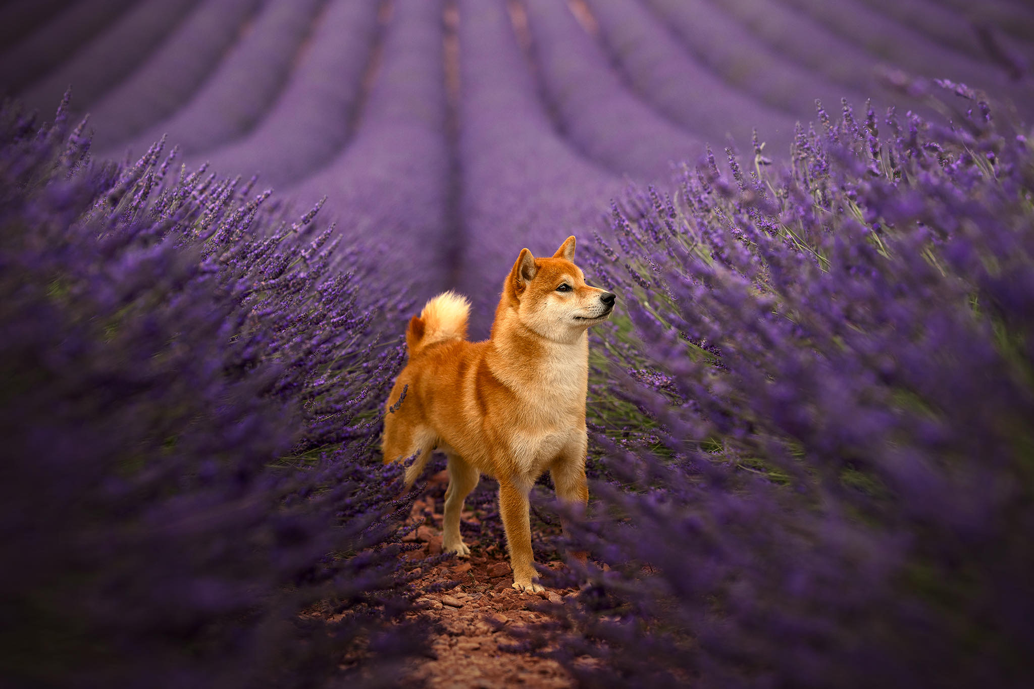 Shiba mâle sésame rouge