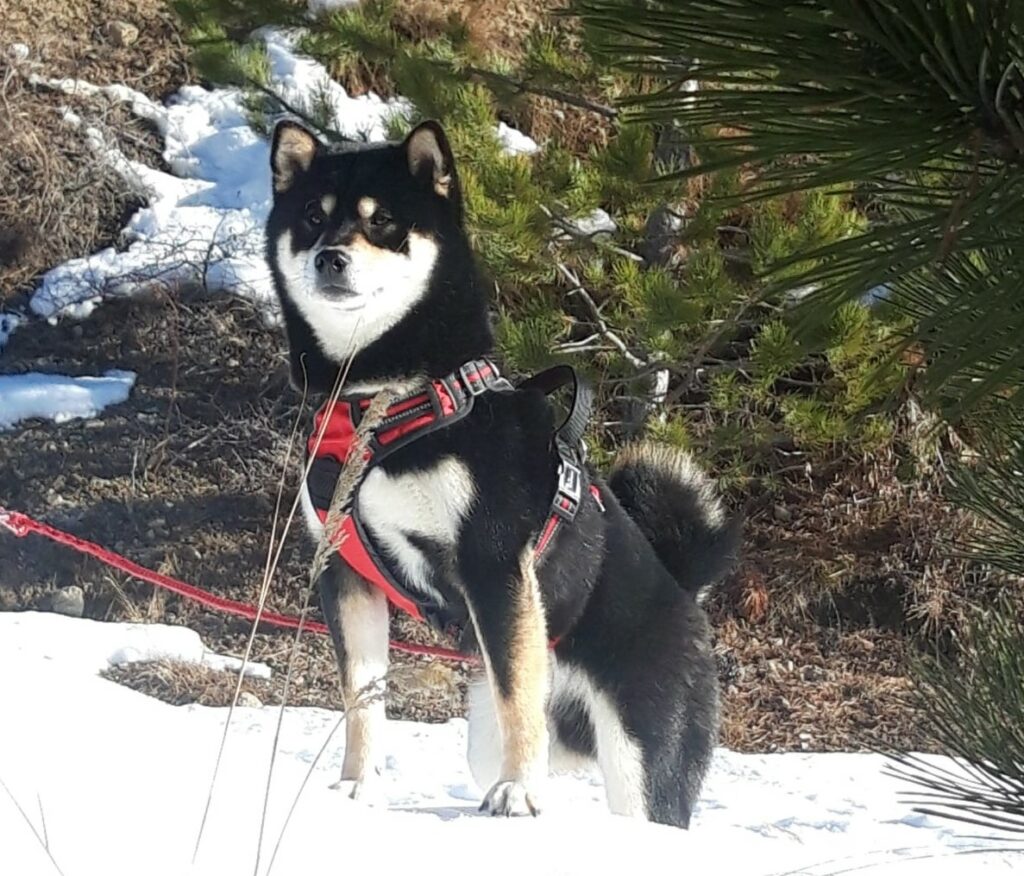 Prince des 5 vallées blanches, un mâle Shiba Inu noir