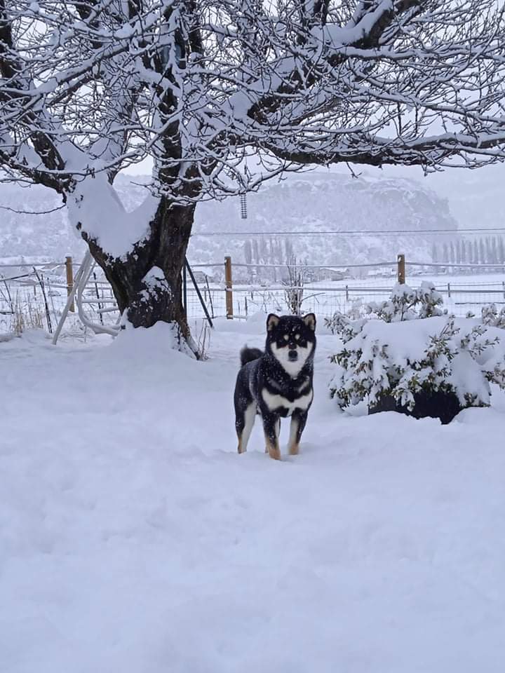 Notre mâle Shiba Inu noir labellisé Lof dans la neige