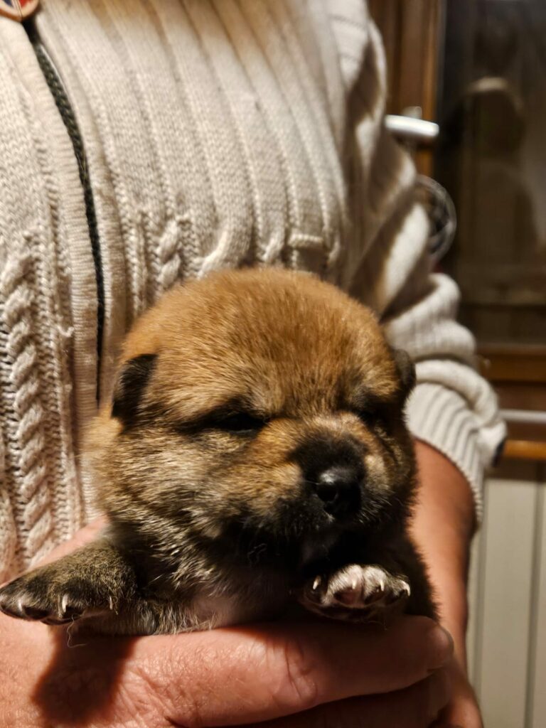 adopter un shiba Inu chiot à l'elevage des 5 vallées blanches