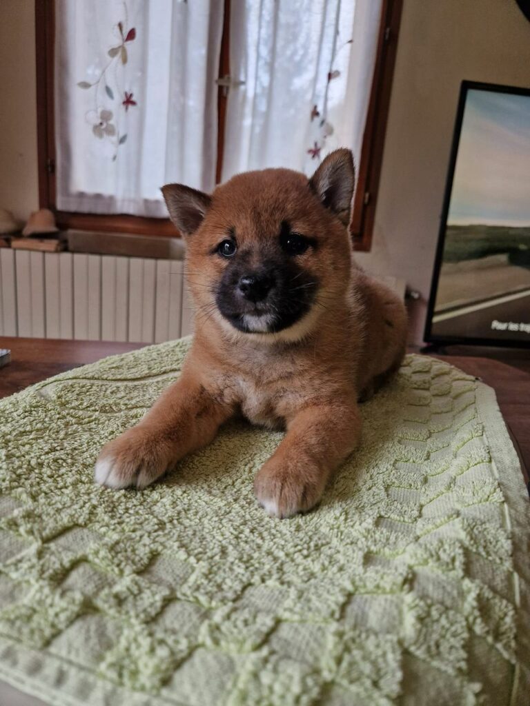 chiot shiba Inu à l'adoption, garantie LOF