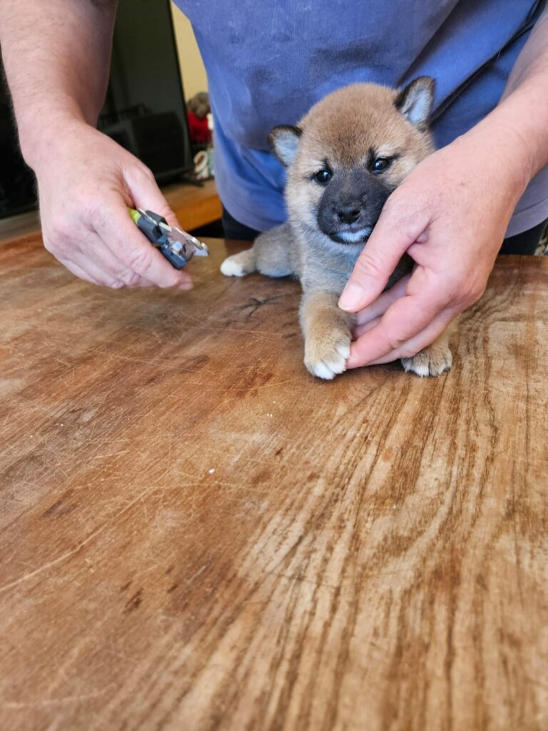 soin du chiot Shiba Inu à l'arrivée à la maison 