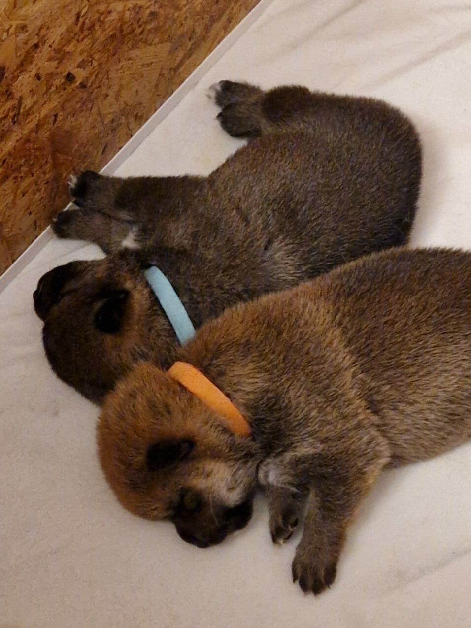 2 chiots shiba inu faisant la sieste ensemble