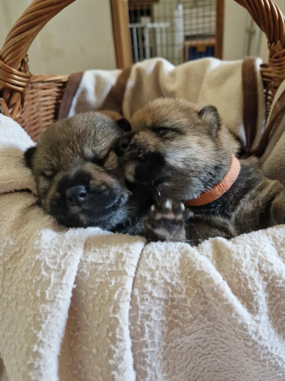 jeunes chiots shiba inu sesame et sesame rouge dans un moment calin